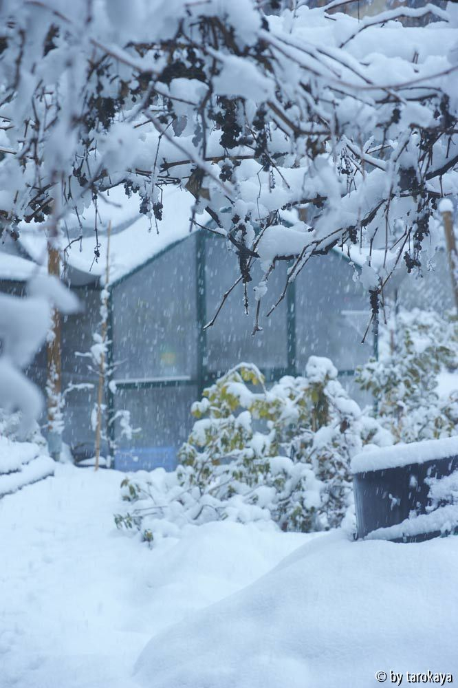 schneetreiben 17. jan14