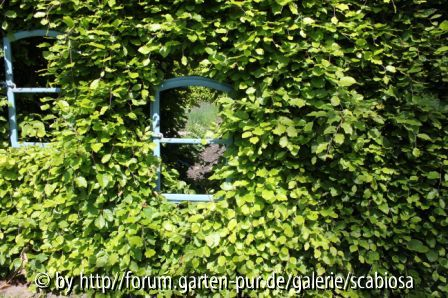 Hecken-Fenster