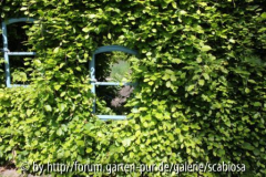 Hecken-Fenster