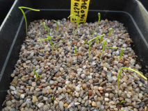 Erythronium multiscapoideum Germination