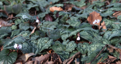 Cyclamen coum+hederifolium