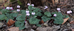 Cyclamen coum