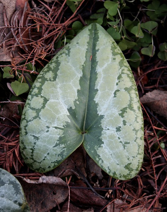 Asarum magnificum Blatt