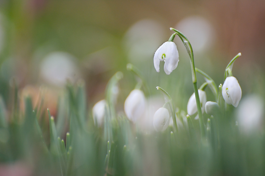 Schneeglöckchen mit 300mm Telezoom