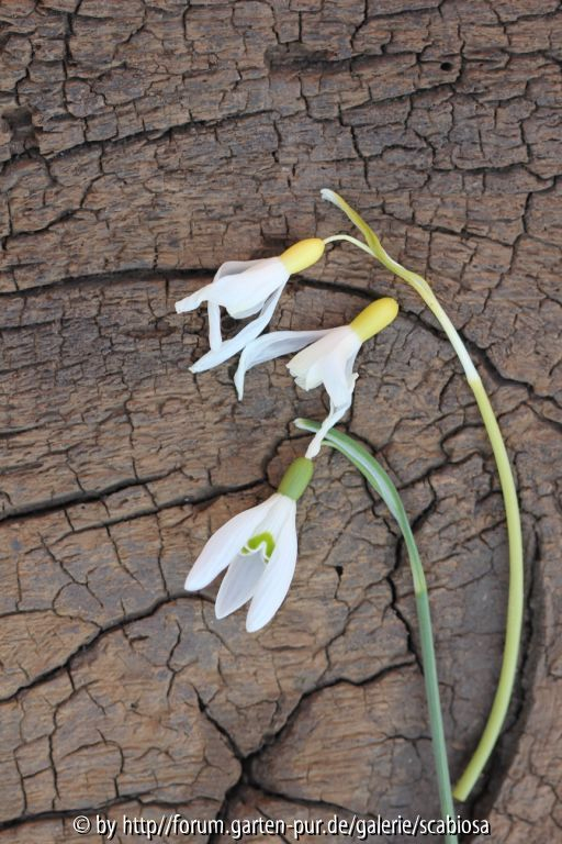 Galanthus, Einzelblüte gelb
