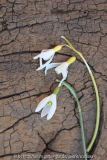 Galanthus, Einzelblüte gelb