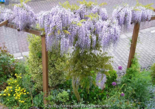 Wisteria_13-2.jpg