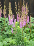 Astilbe-Superba_1.jpg