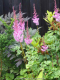 Astilbe-rosa_1.jpg