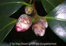 Anemoniflora rosso Knospen 2014.jpg
