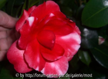 Formosa de Young 2014.jpg