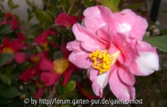 Shibori Egao und Yuletide.jpg