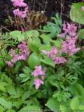 Astilbe-rosa_2.jpg