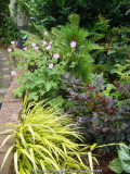 Astilbe-Delft_Lace_13-1a.jpg