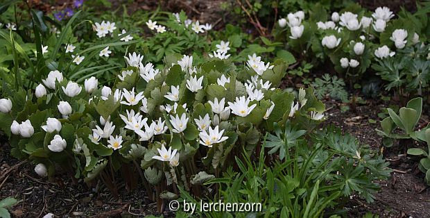 Sanguinaria canadensis
