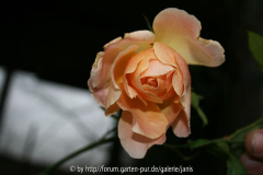 unbekannte rose
