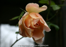 unbekannte rose