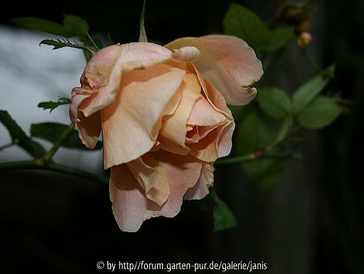 unbekannte rose