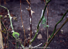 unbekannte rose