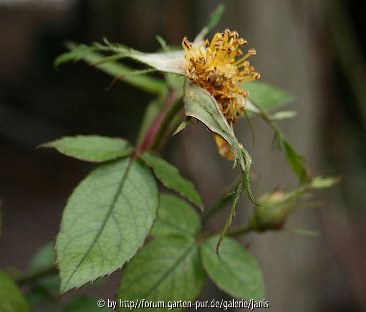 unbekannte rose
