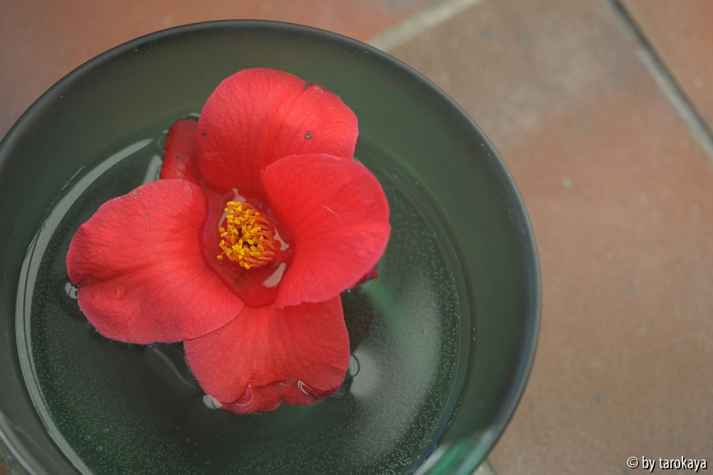 rot tulpenförmig jan14