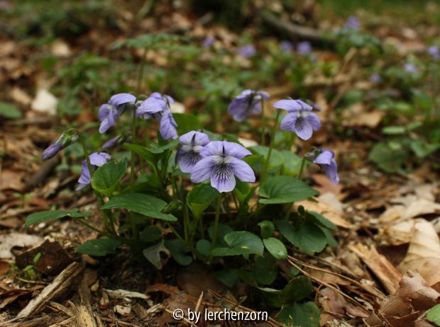 Viola riviniana