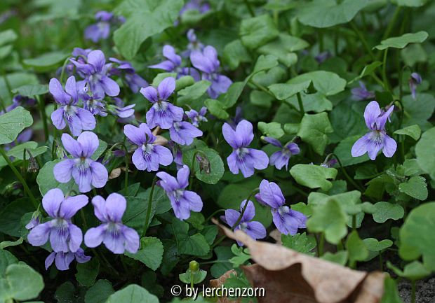 Viola reichenbachiana