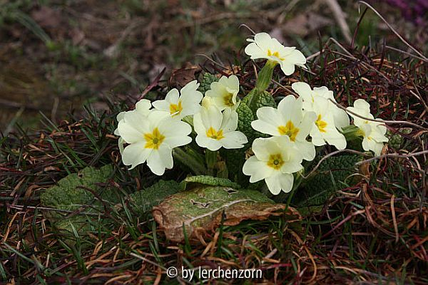 Primula vulgaris
