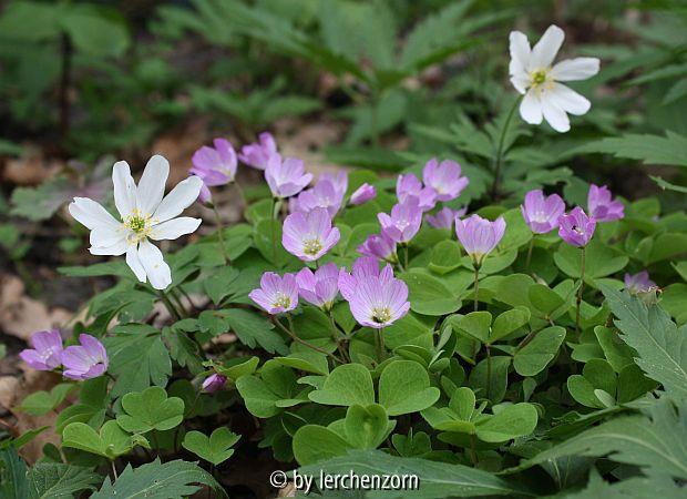 Oxalis acetosella rosa
