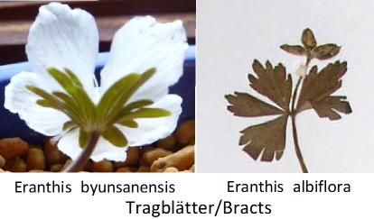 Eranthis byunsanensis-albiflora