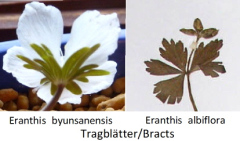 Eranthis byunsanensis-albiflora