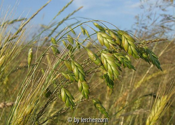 Bromus secalinus