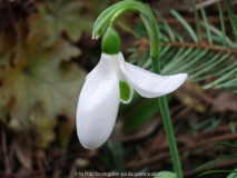 G. elwesii 25.01.1014