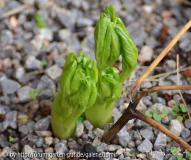 Paeonia cambessedesii f_ alba.jpg