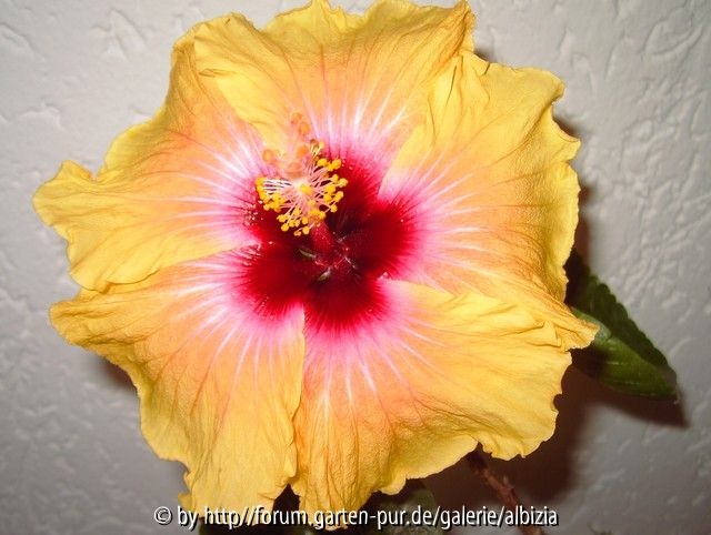 Fran G. Winterblüte