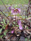 Helleborus