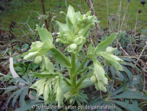 Helleborus foetidus