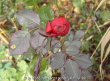 Januar-Knospe