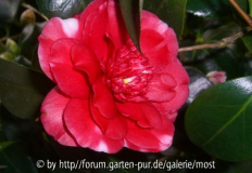 Formosa de Young 2014~0.jpg