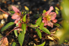 H.x ericsmithii zwergenglück