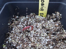 Paeonia emodi Germination January 2014