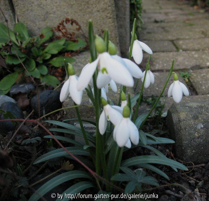 Galanthus rizehensis