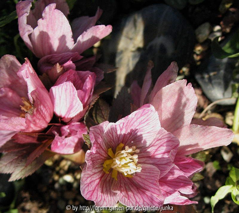 Helleborus thibetanus