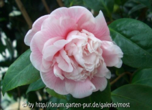 Anemoniflora Carnea jan 14.jpg