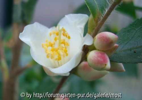Nokoensis jan 14