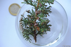 kleine konifere PB