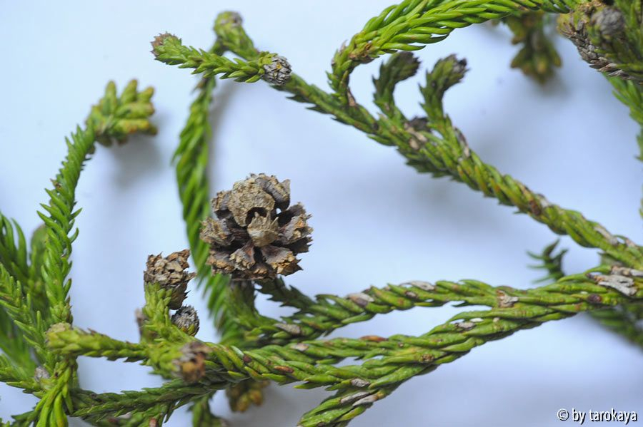 geköpfte cyrtomeria3