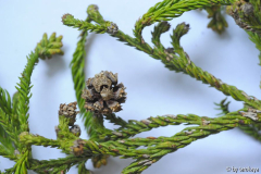 geköpfte cyrtomeria3