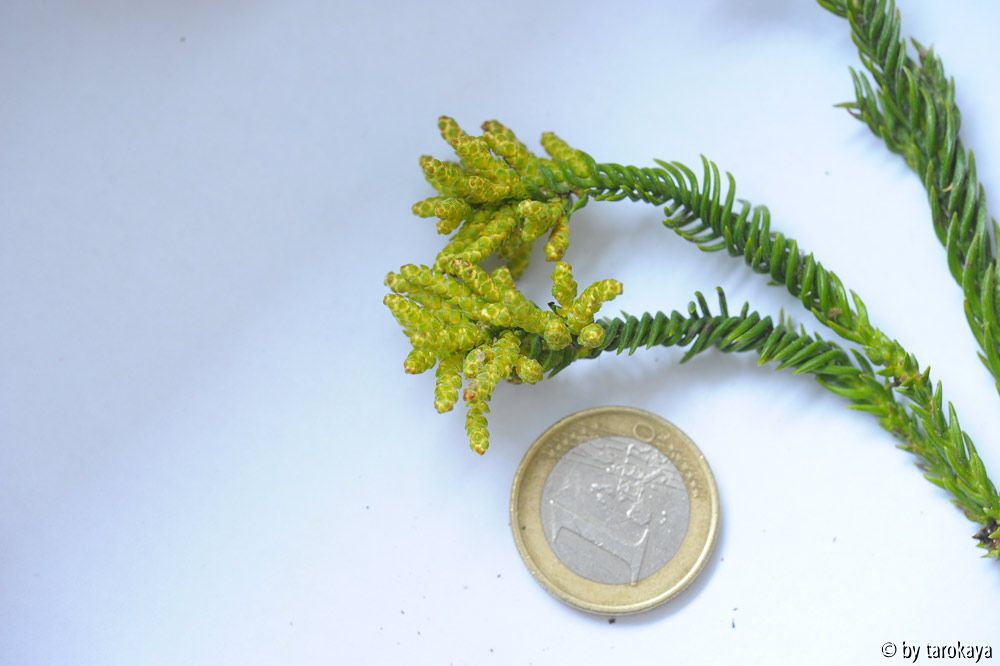 geköpfte cyrtomeria2