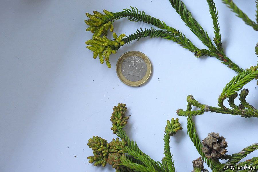 geköpfte cyrtomeria1